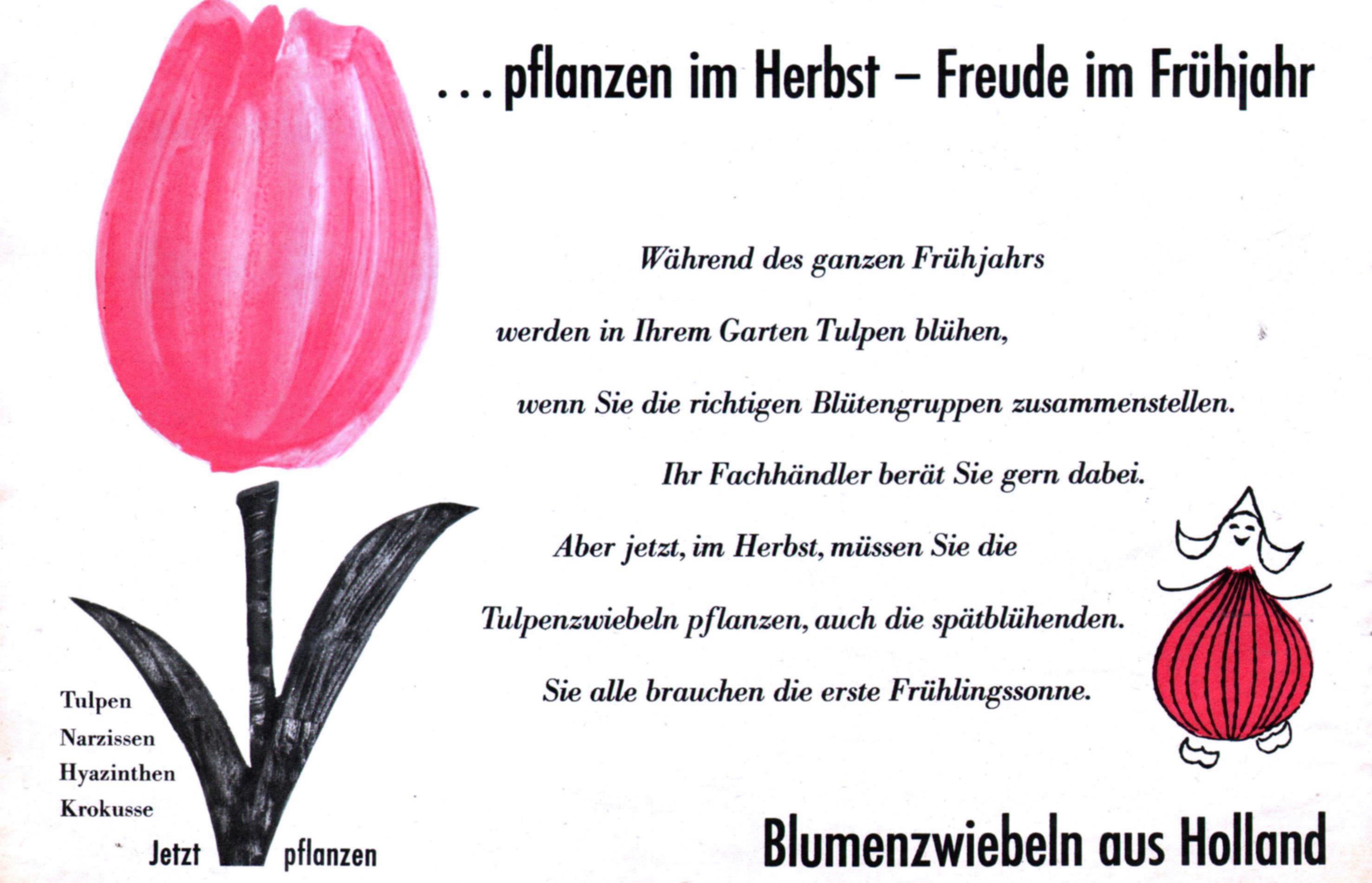 Blumenzwiebel aus Holland 1961 105.jpg